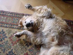 Clic pour agrandir l'image (1024x768 pixels; 147 KB)