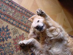 Clic pour agrandir l'image (1024x768 pixels; 162 KB)