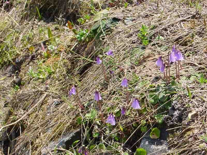 Clic ici pour voir l'image suivante