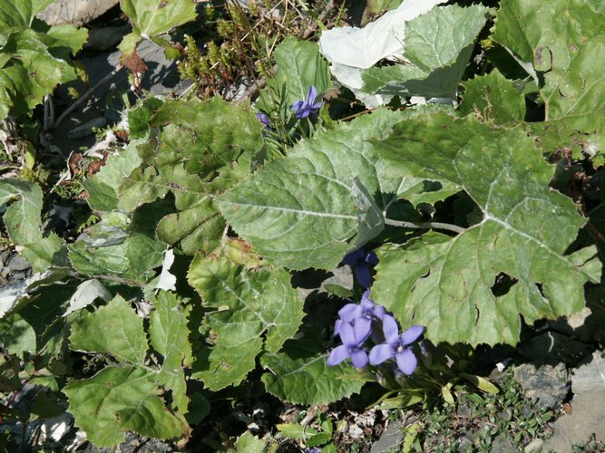 Click to see next picture