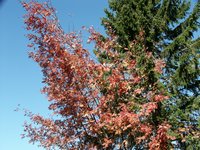 Click to see big picture (667x500 pixels; 169 KB)