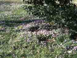 Cliquer pour agrandir l'image (800x600 :  99 KB pixels); 24.02.2004 15:51