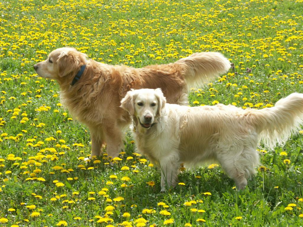 {Clic pour voir plus grand}