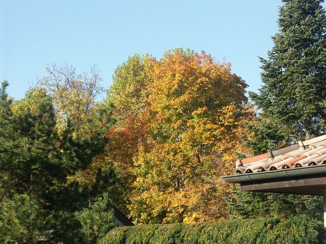 Clic ici pour voir l'image suivante