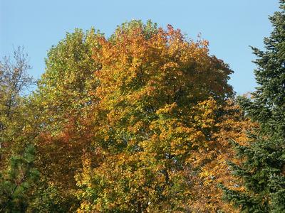 Cliquer pour agrandir l'image (640x480 pixels; 132 KB)