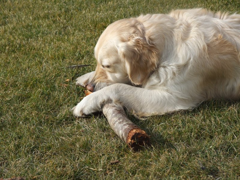 Cliquer pour voir l'image suivante