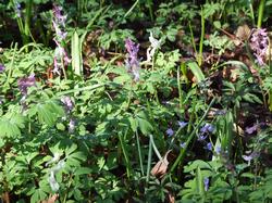 Cliquer pour agrandir l'image (800x600 pixels; 166 KB)