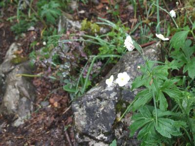 Cliquer pour agrandir l'image (2592x1944 pixels; 14762 KB)