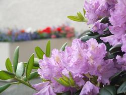 Cliquer pour agrandir l'image (2592x1944 pixels; 14762 KB)