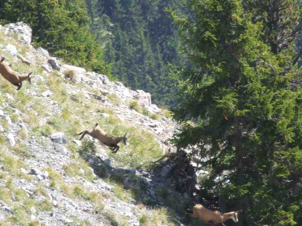 Cliquer pour voir l'image suivante