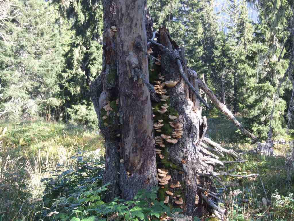 Cliquer pour voir l'image suivante