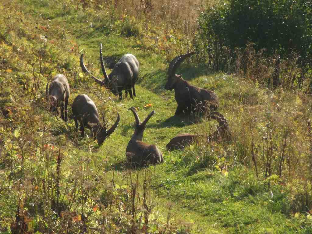 Cliquer pour voir l'image suivante