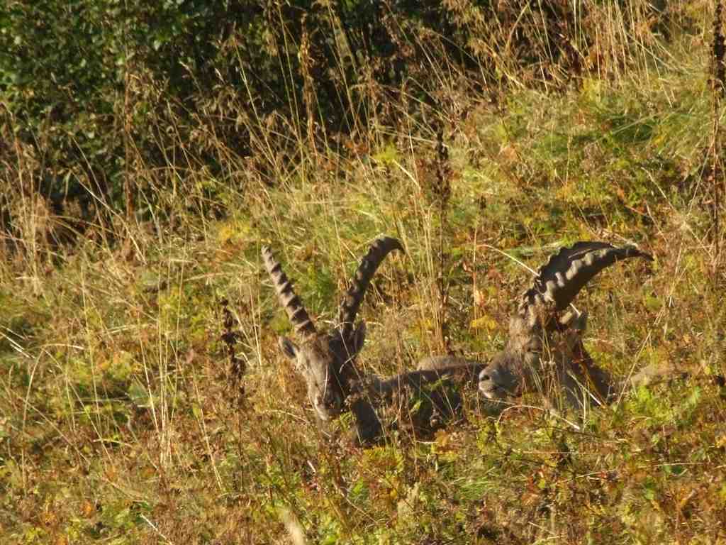 Cliquer pour voir l'image suivante