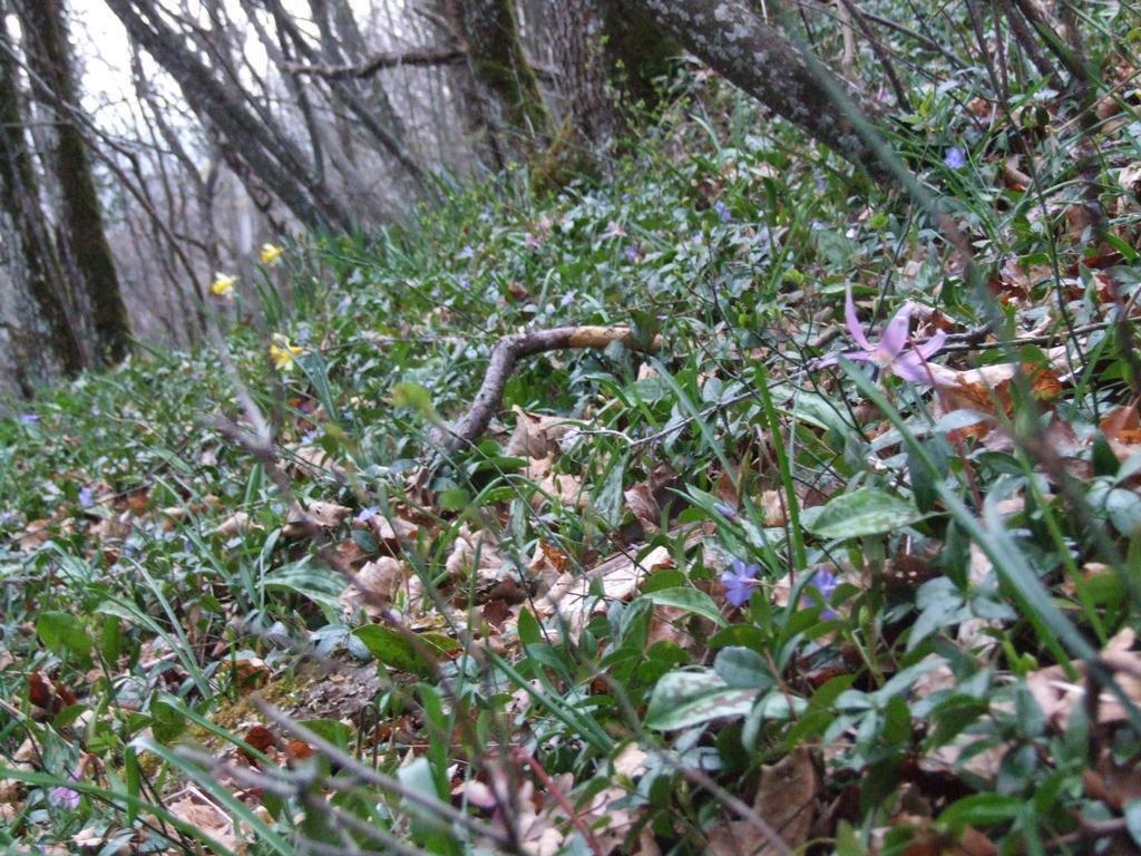 Cliquer pour voir l'image suivante