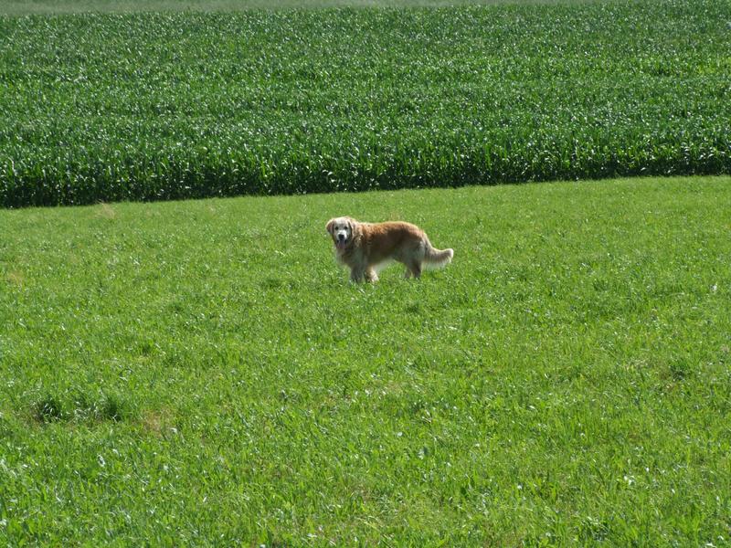 Cliquer pour voir l'image suivante