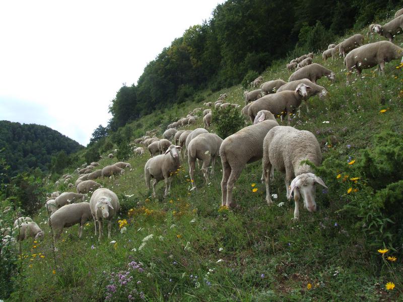 Cliquer pour voir l'image suivante