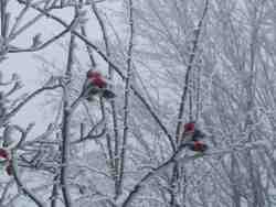 Clic pour agrandir l'îmage (1024x768 pixels; 102 KB)