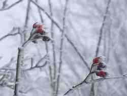 Clic pour agrandir l'îmage (1024x768 pixels; 56 KB)