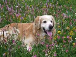 Clic pour agrandir l'mage (1024x768 pixels; 193 KB)