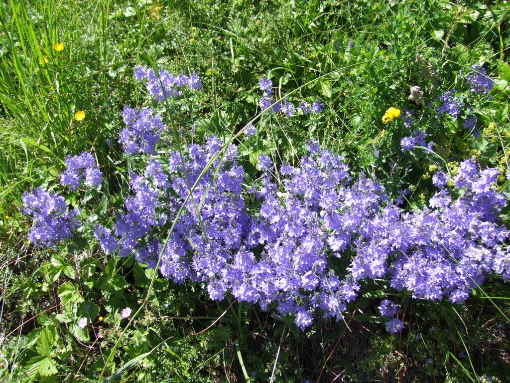 Clic pour voir l'image suivante