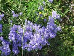 Clic pour agrandir l'�mage (1024x768 pixels; 265 KB)