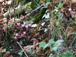 Pour agrandir l'image (1024x768 pixels; 219 KB)