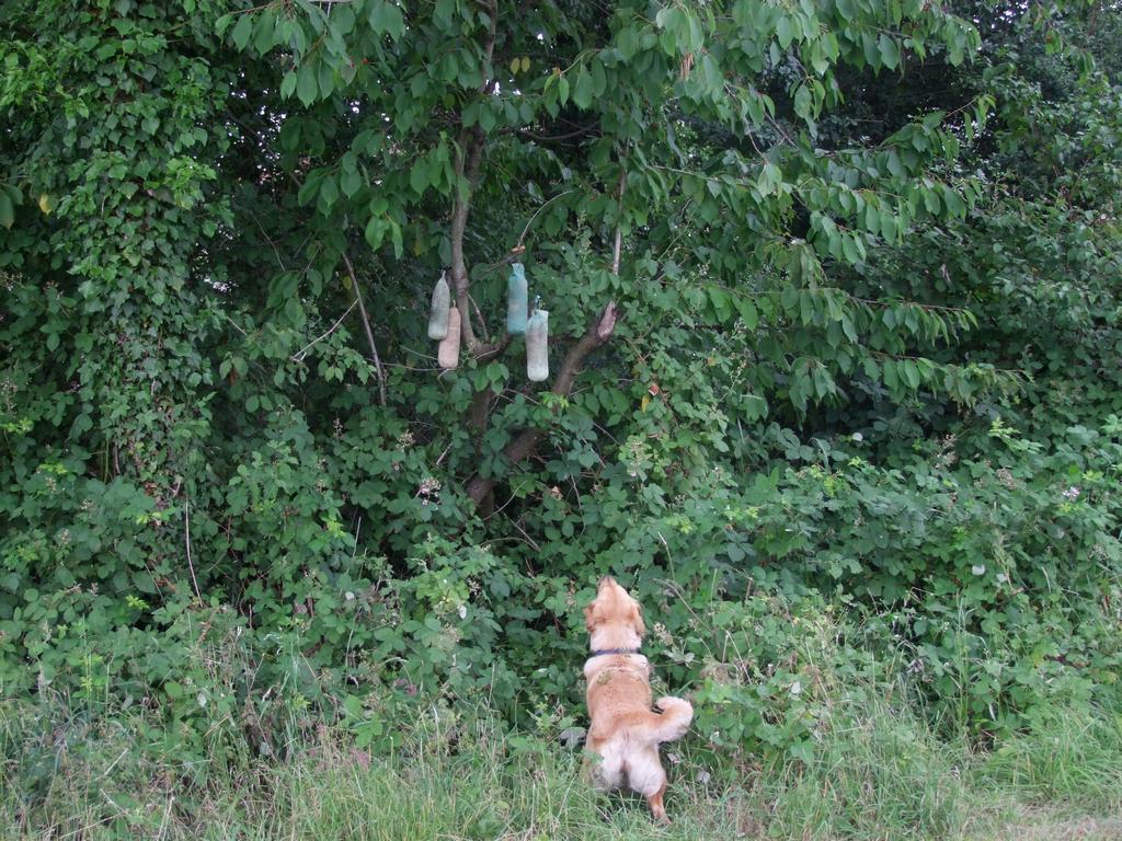 Pour l'image suivante