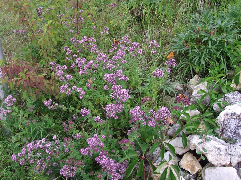 Pour l'image suivante