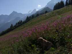 Pour agrandir l'image (1024x768 pixels; 139 KB)