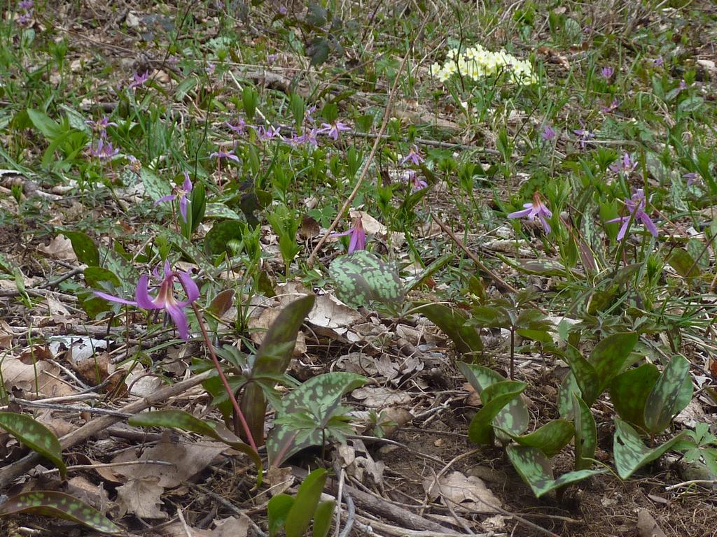 clic ici pour suivante