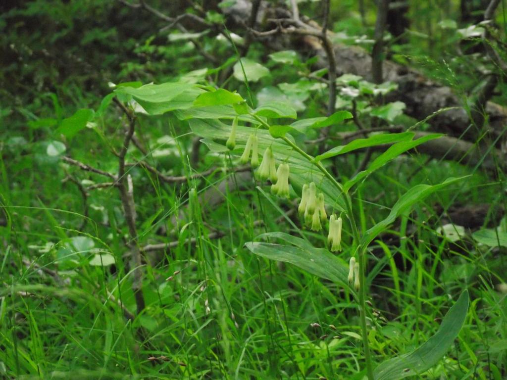 clic ici pour suivante