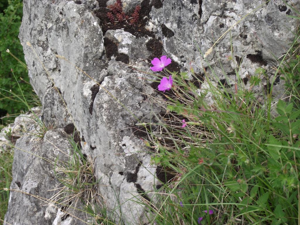 clic ici pour suivante