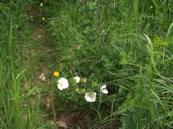 Clic pour agrandir l'image (1024x768 pixels; 222 KB)