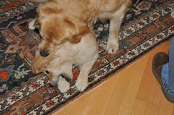 Clic pour agrandir l'image (1024x679 pixels; 95 KB)