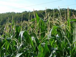 Clic pour agrandir l'image (1024x768 pixels; 184 KB)