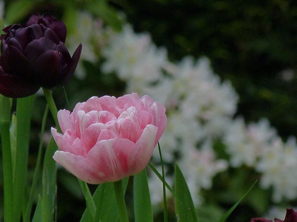 Clic pour l'image suivante