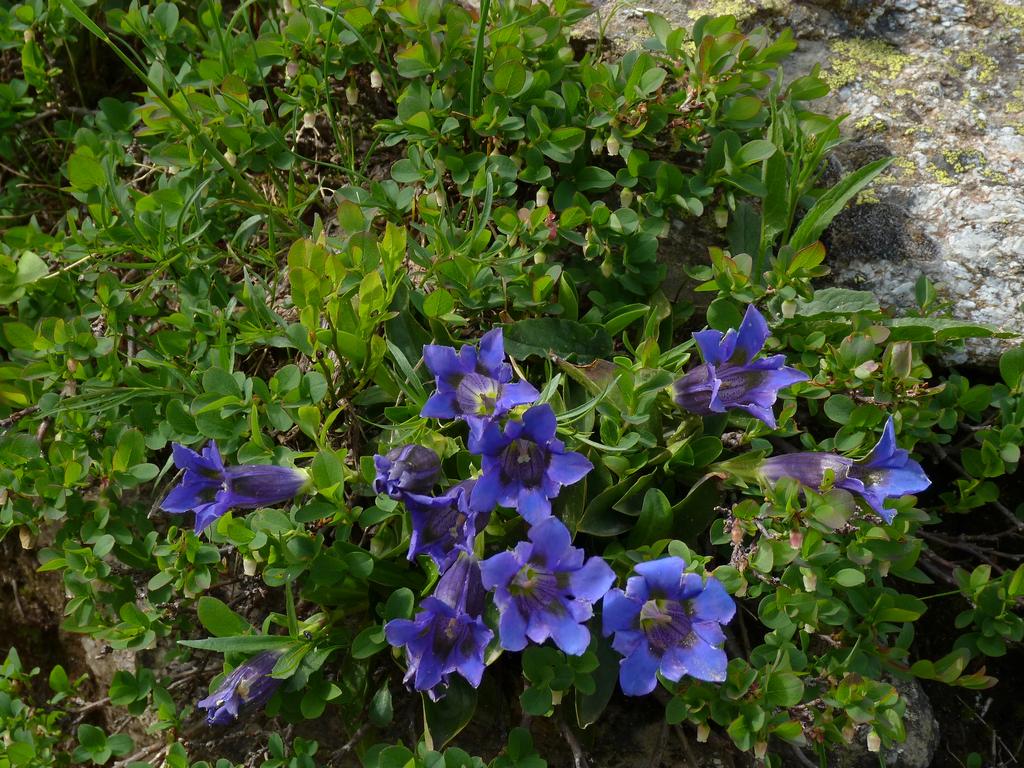 Clic pour l'image suivante