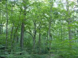 Clic pour agrandir l'image (1024x768 pixels; 231 KB)