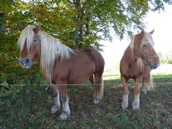 Clic pour agrandir l'image (1024x768 pixels; 196 KB)