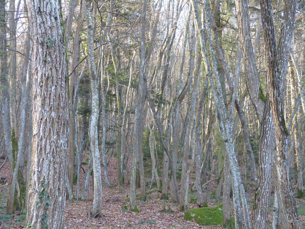 Clic pour l'image suivante