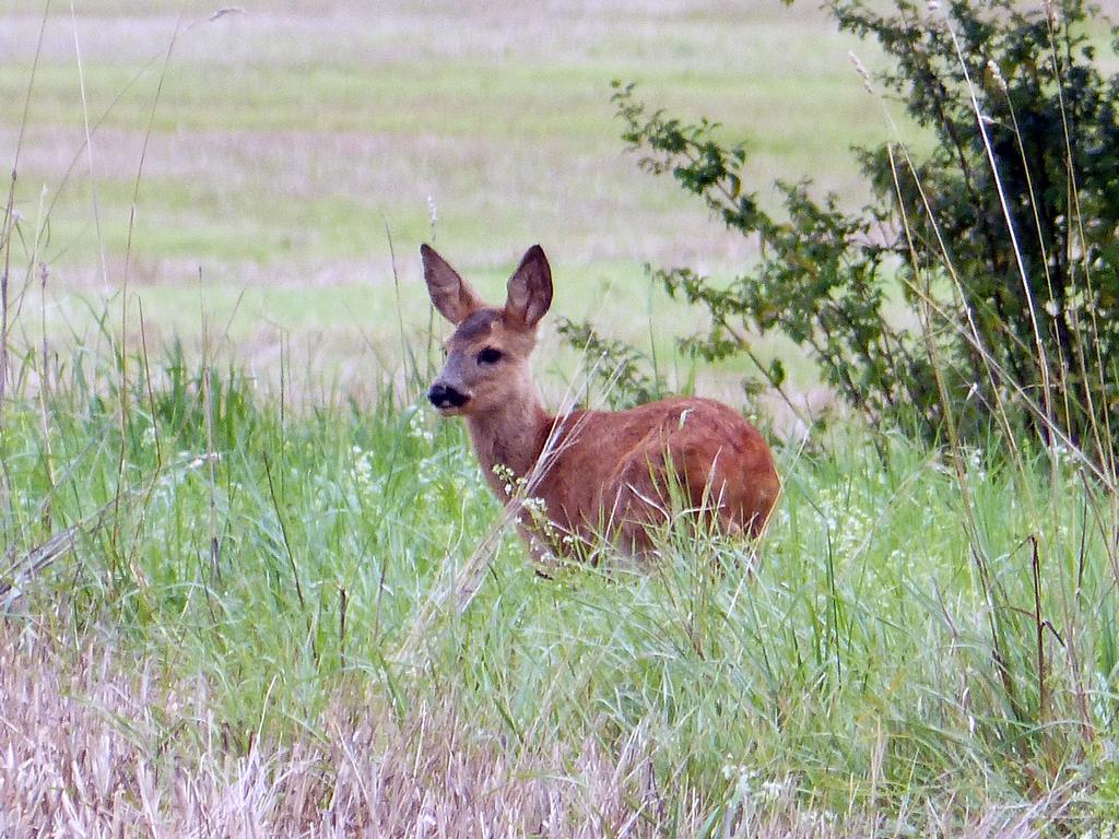 {Clic pour voir plus grand}