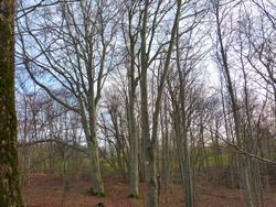 Click to see big picture (1024x768 pixels; 271 KB)