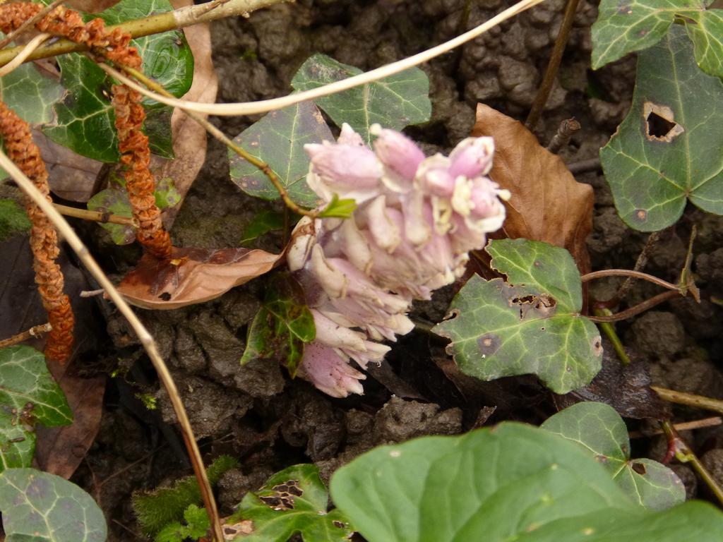 {Clic pour voir plus grand}