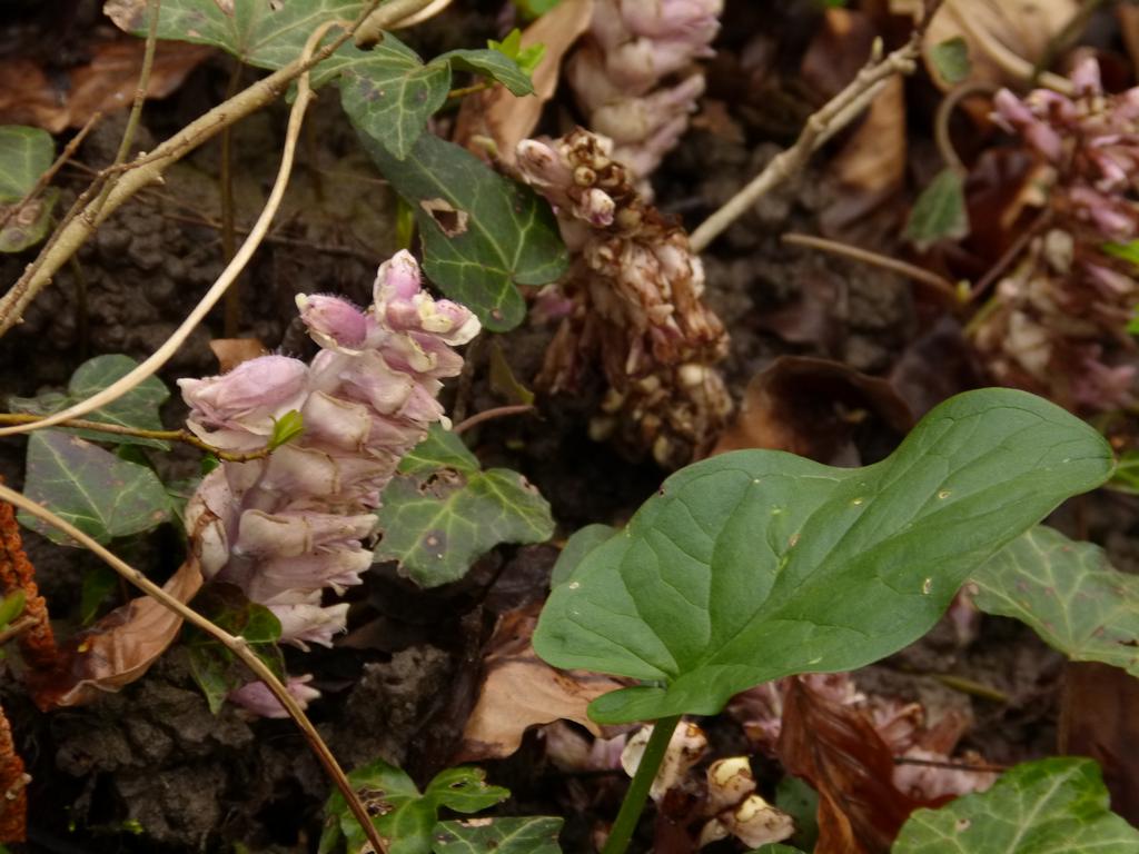 {Clic pour voir plus grand}