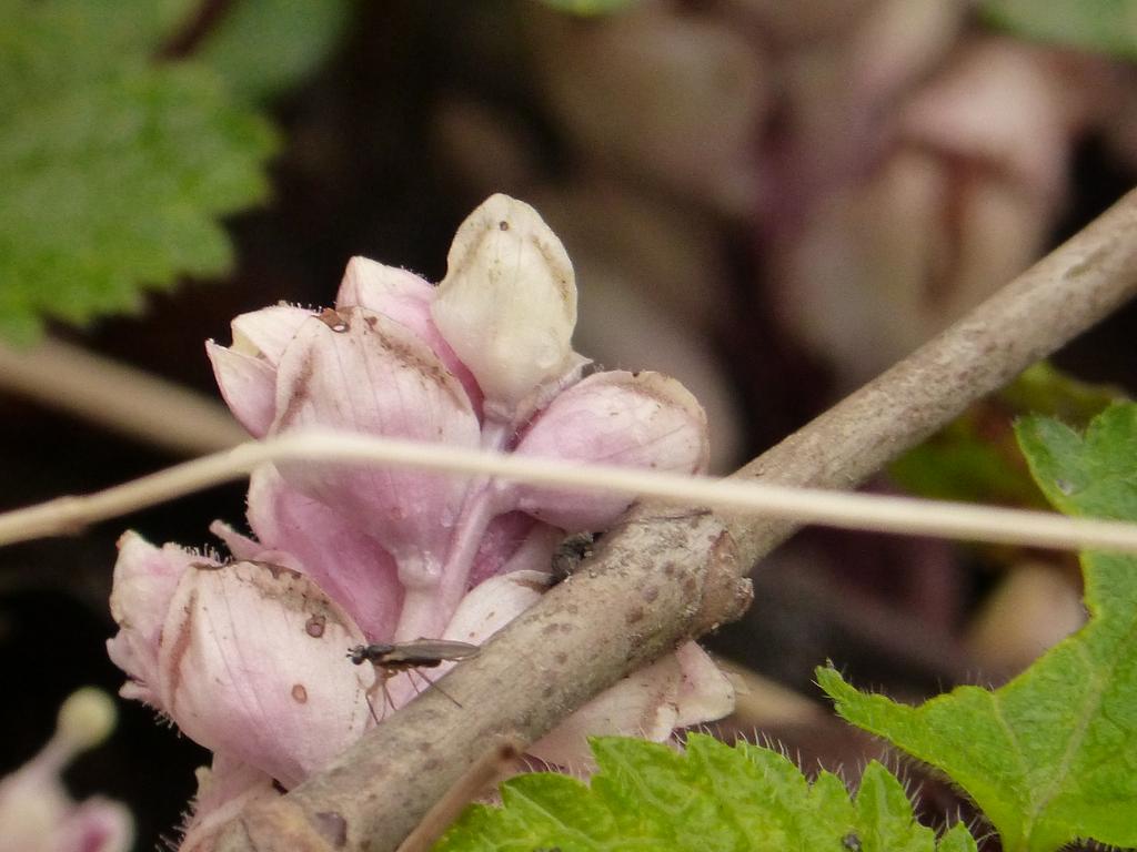 {Clic pour voir plus grand}