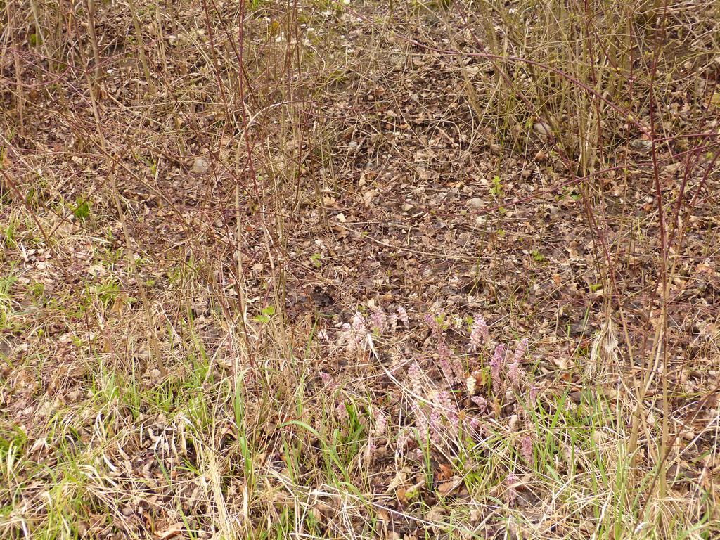 {Clic pour voir plus grand}