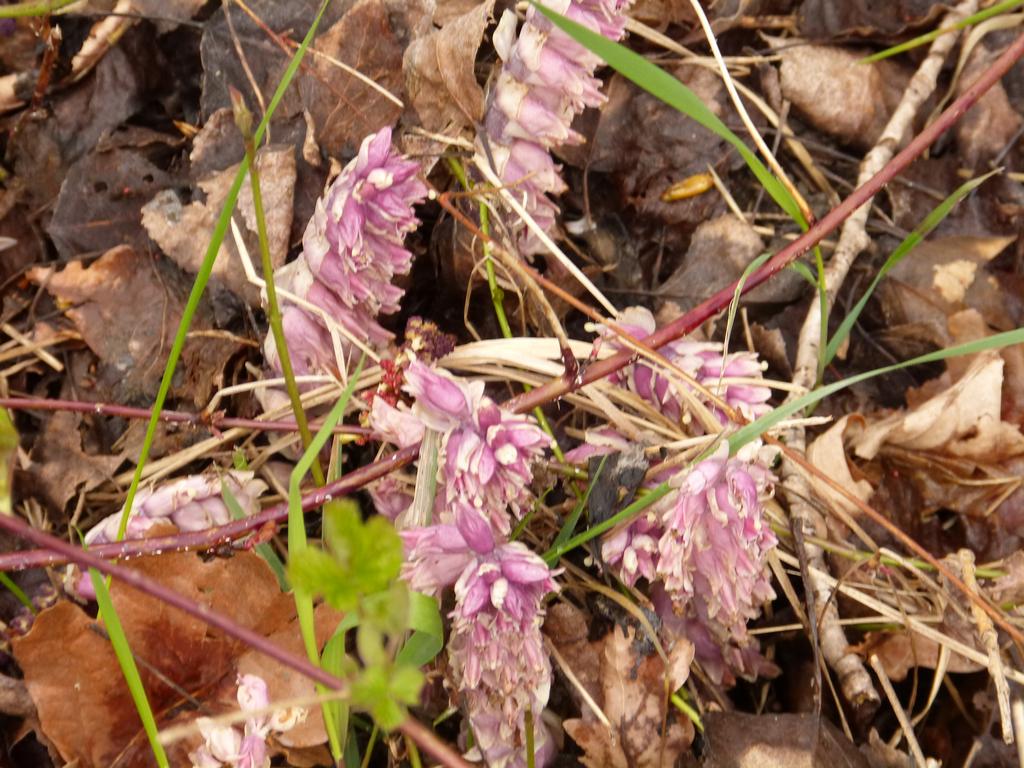 {Clic pour voir plus grand}