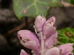 Click to see big picture (1024x768 pixels; 74 KB)