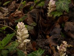 Click to see big picture (1024x768 pixels; 83 KB)