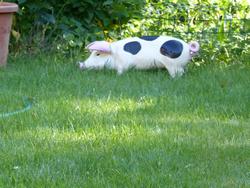 Click to see big picture (1024x768 pixels; 141 KB)